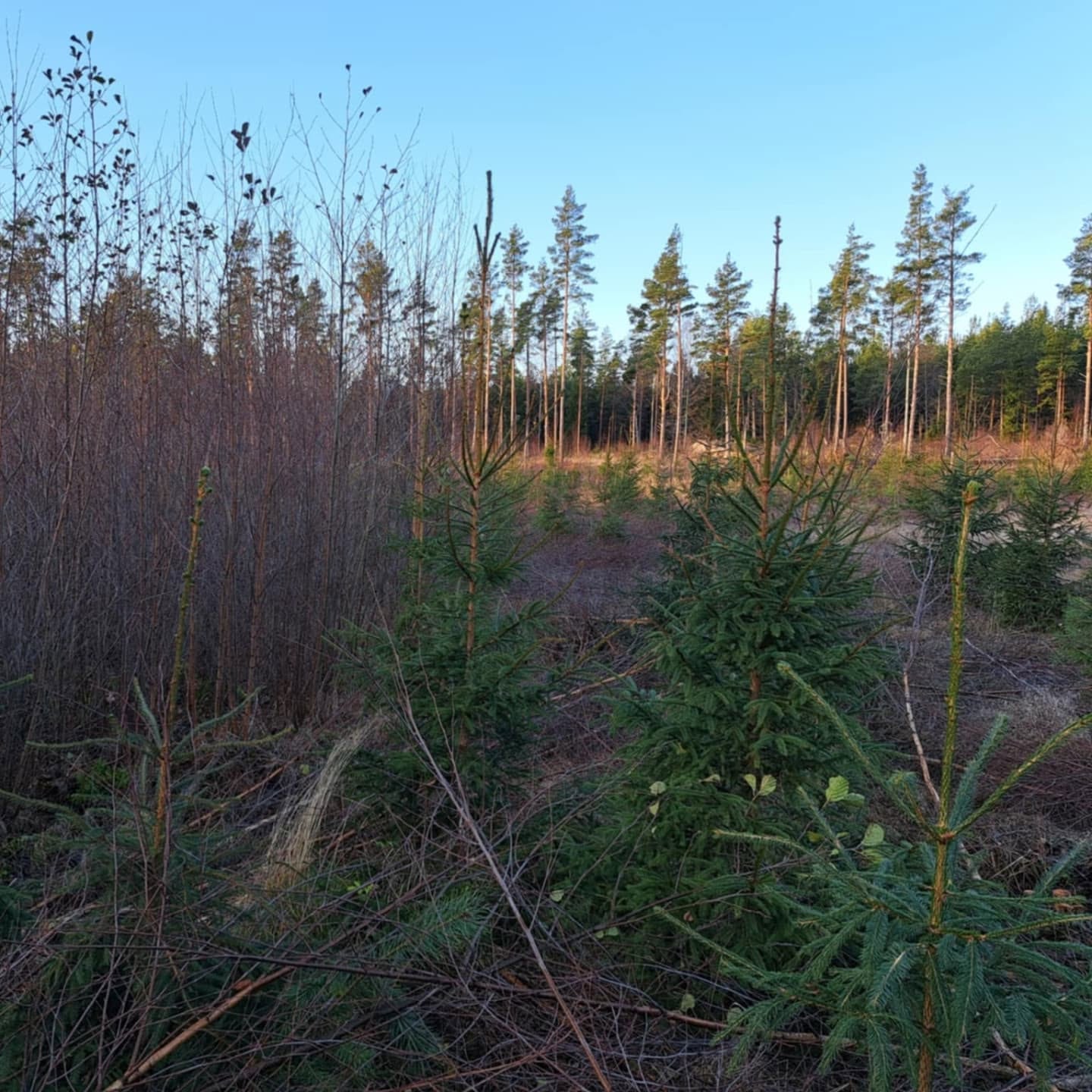 Skogsröjning på Åland